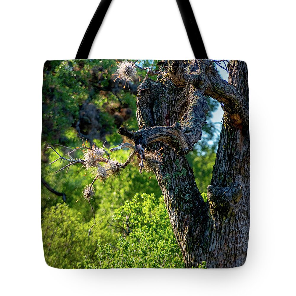Tree Tote Bag featuring the photograph Tree in the Texas Sun by Nathan Wasylewski