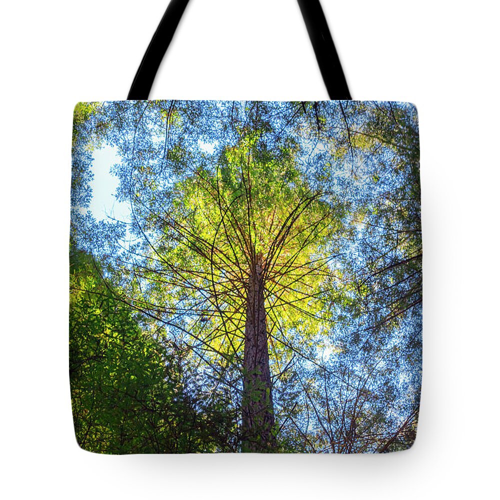 Trees Tote Bag featuring the photograph Tree Reaching to the Sun by Bonnie Follett