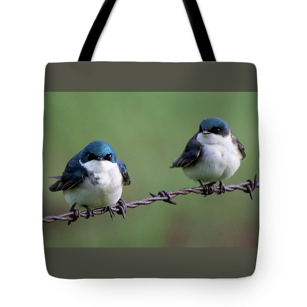 Tree Swallow Tote Bag featuring the photograph Tree Swallow Pair by Cascade Colors