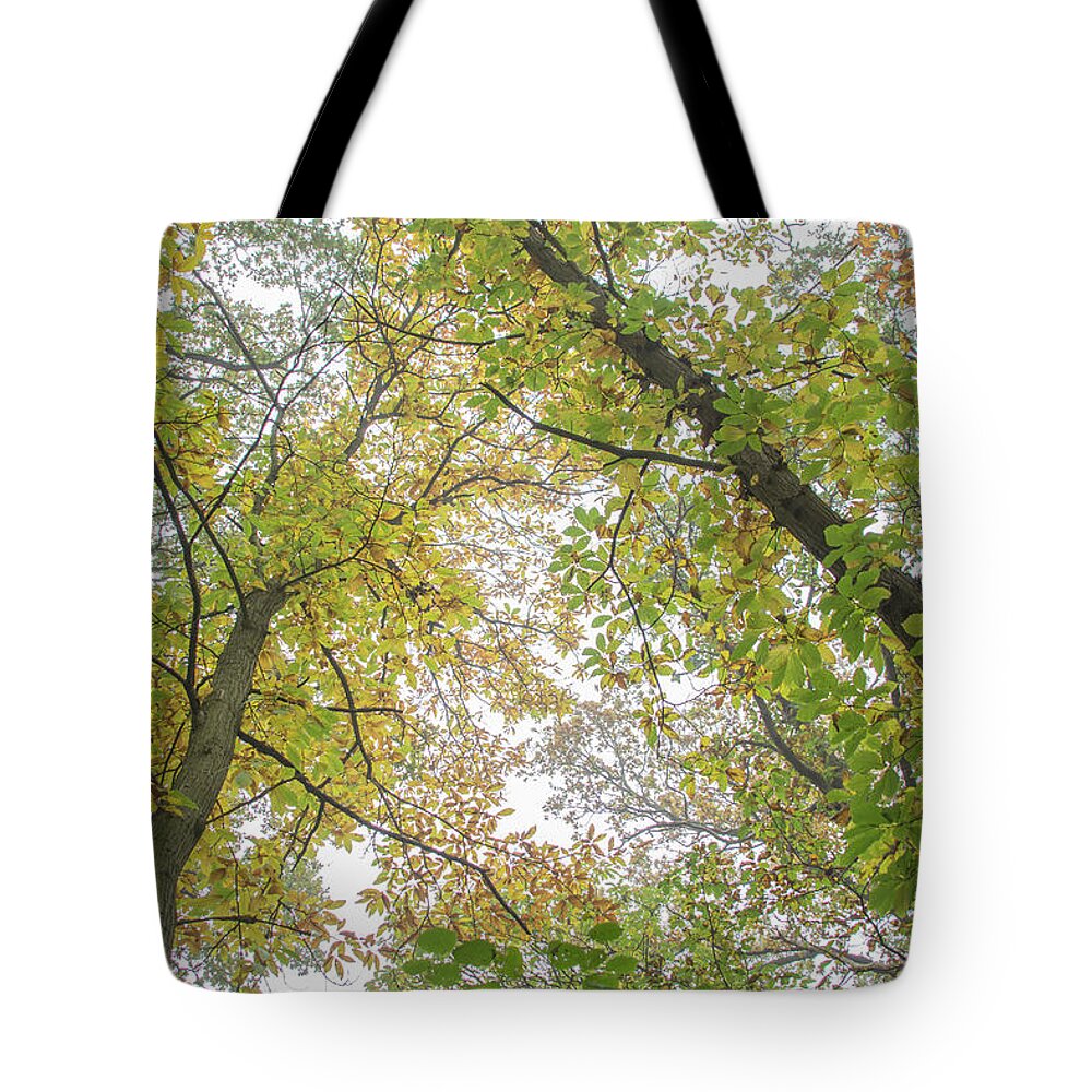 Trent Park Tote Bag featuring the photograph Trent Park Trees Fall 8 by Edmund Peston