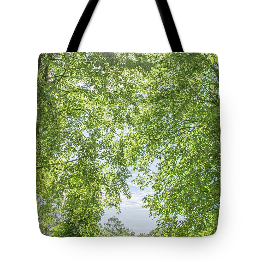Trent Park Tote Bag featuring the photograph Trent Park Trees Summer 2 by Edmund Peston