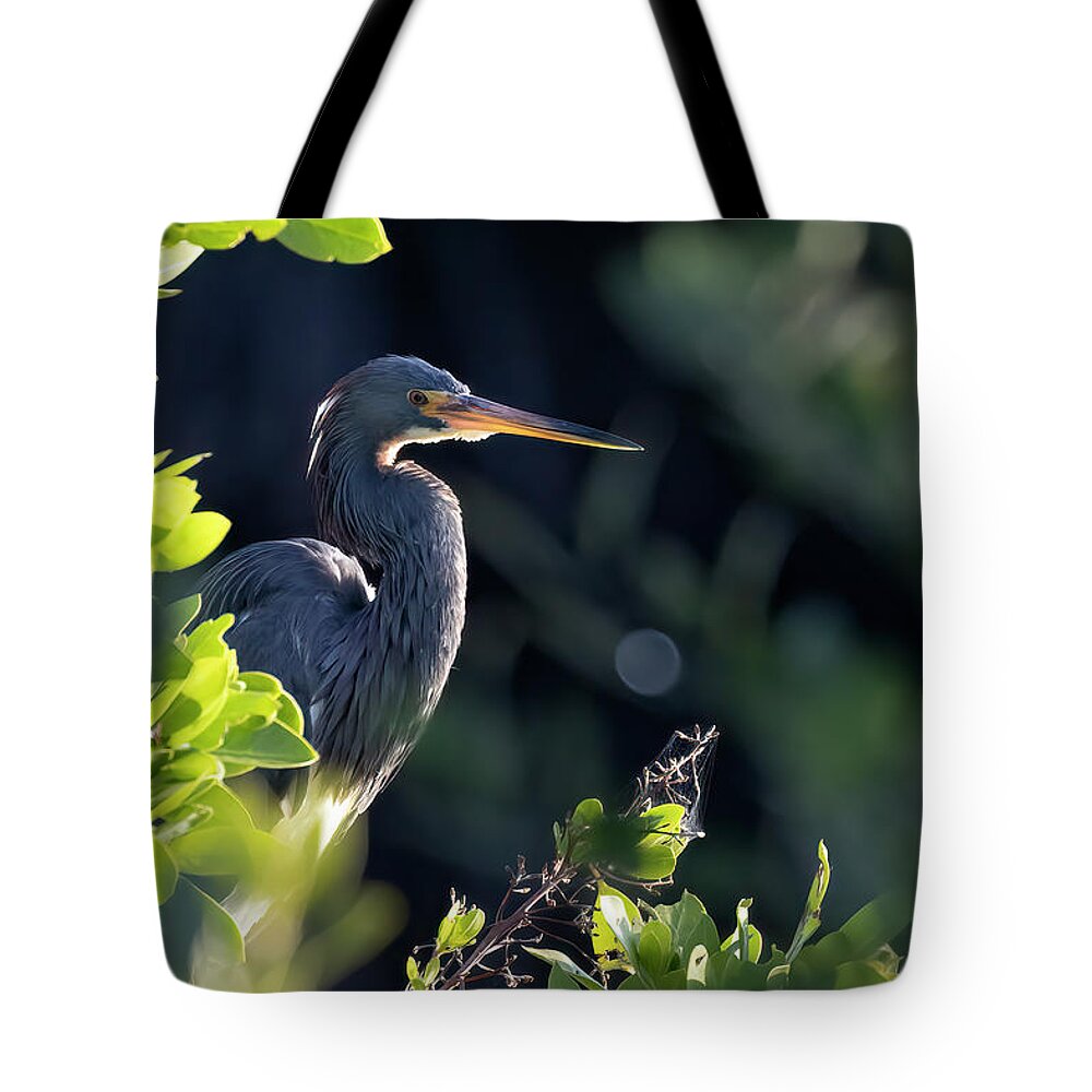 Tri-colored Heron Tote Bag featuring the photograph Tri-Colored Heron in Morning Sun 1 by RD Allen