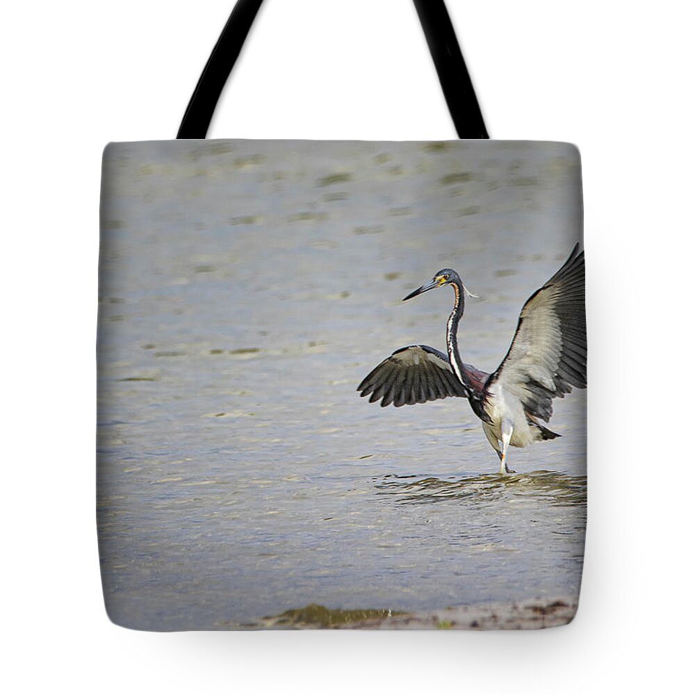 Tricolor Heron Tote Bag featuring the photograph Tricolor Heron at Cedar Island North Carolina by Bob Decker