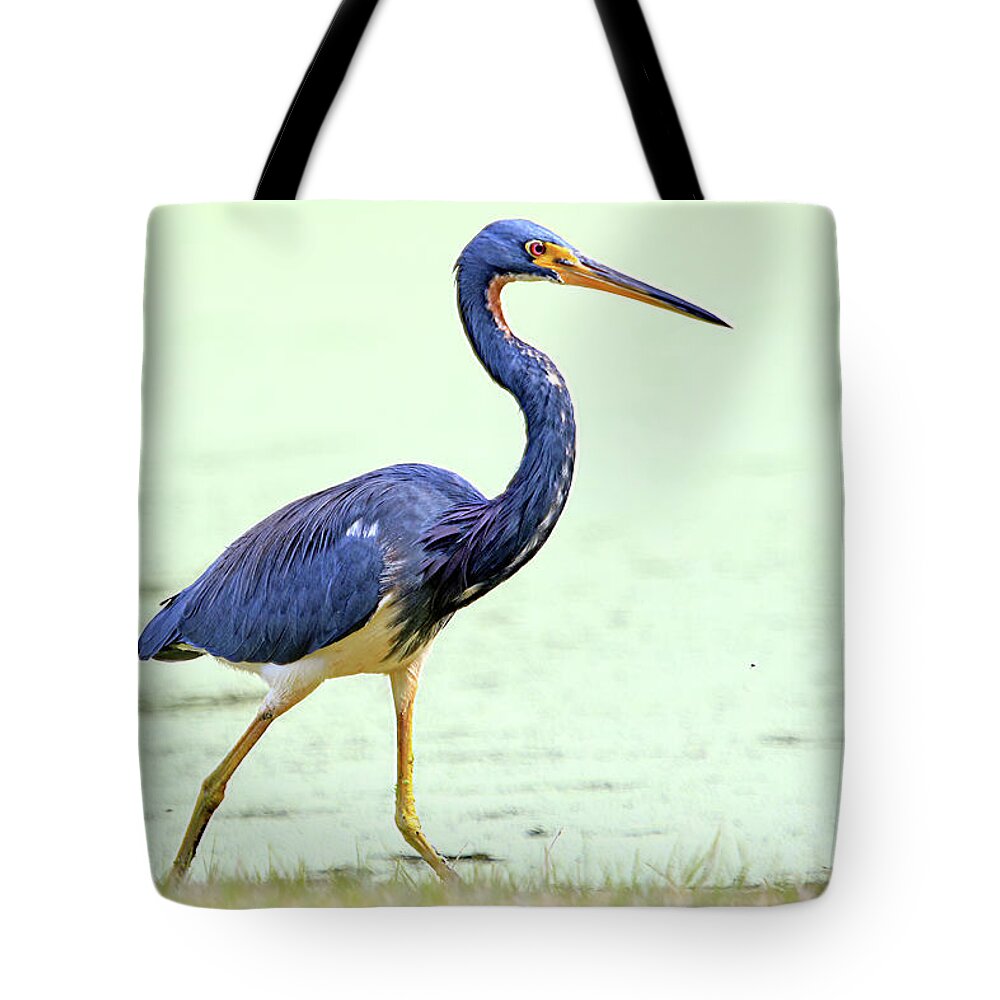 Tricolored Heron Tote Bag featuring the photograph Tricolored Heron by Shixing Wen