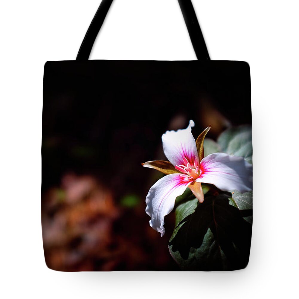New Hampshire Tote Bag featuring the photograph Trillium Light by Jeff Sinon