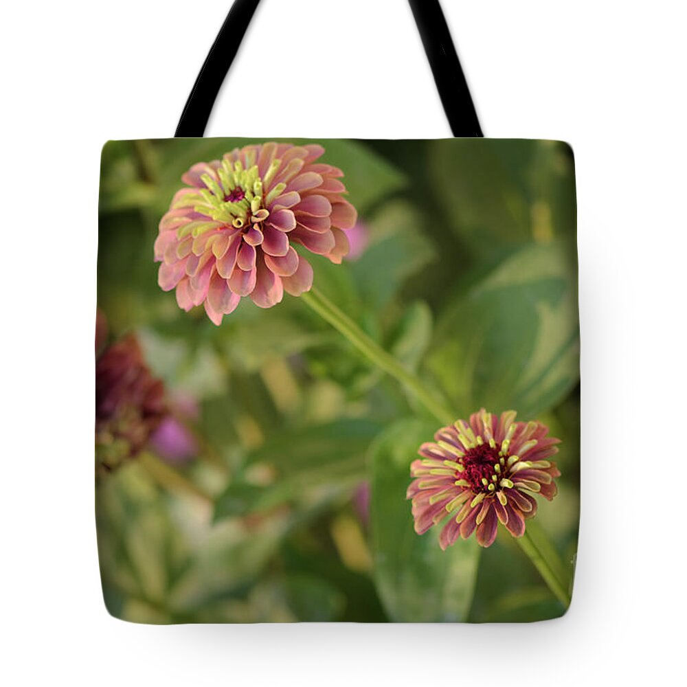 Queen Lime Red Zinnia Tote Bag featuring the photograph Trio of Queen Lime Red Zinnias by Tamara Becker