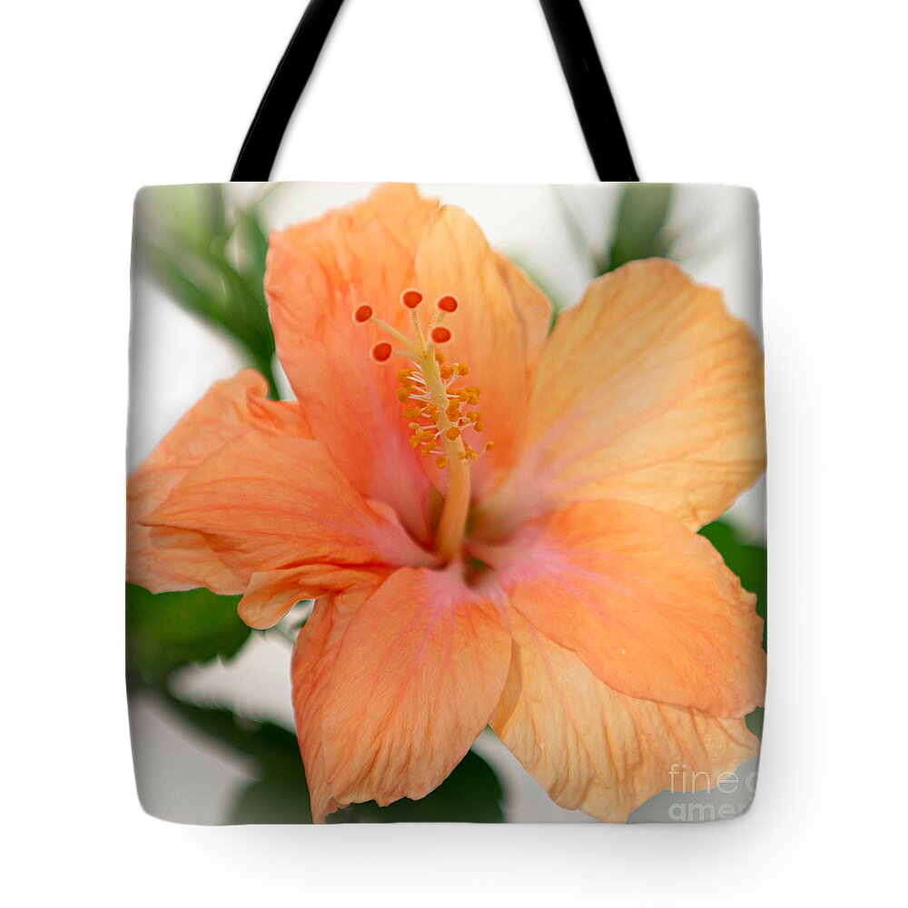 Hisbicus Tote Bag featuring the photograph Tropical Bloom - Hibiscus by Dale Powell
