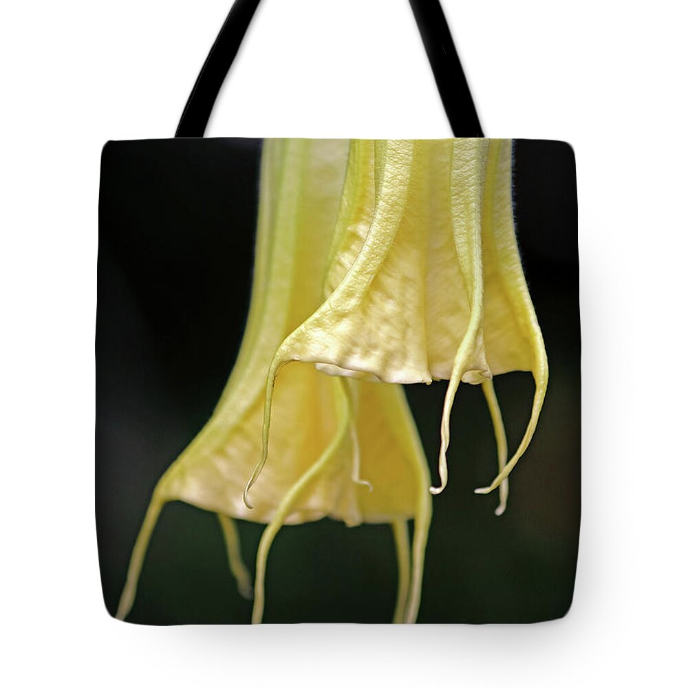Angel's Trumpet Tote Bag featuring the photograph Trumpet Buds by Debbie Oppermann