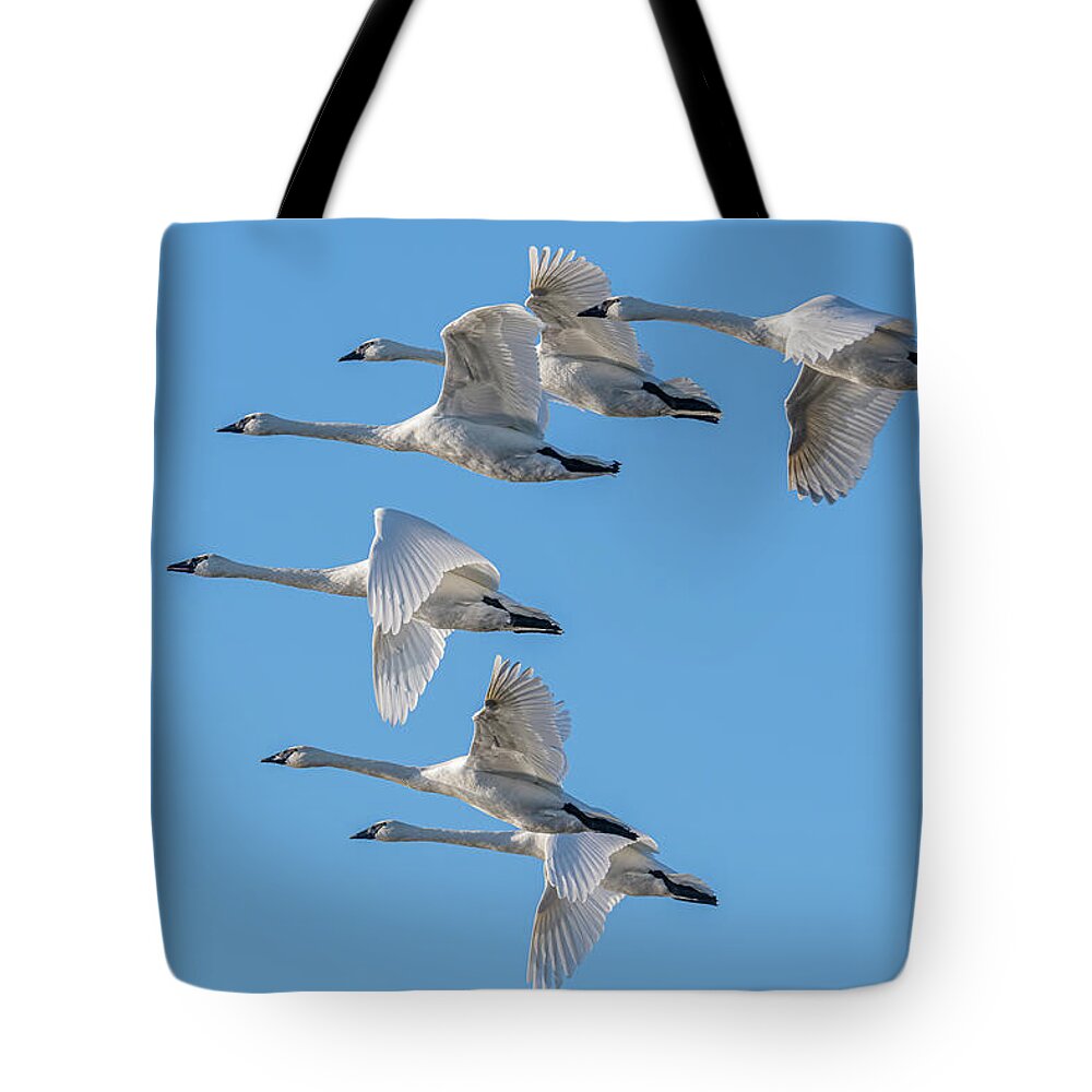 Trumpeter Swans Flying #6 Tote Bag featuring the photograph Trumpeter Swans Flying #6 by Morris Finkelstein