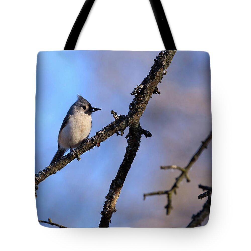 Bird Tote Bag featuring the photograph Tufted Titmouse with Seed by Flinn Hackett