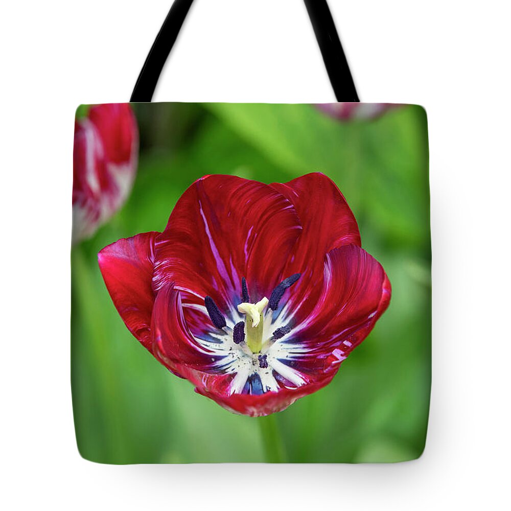 Tulip Tote Bag featuring the photograph Tulip Innerwheel by Tim Gainey