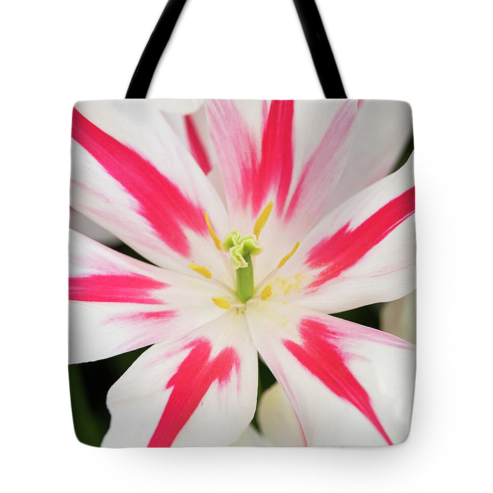 Tulipa Marilyn Tote Bag featuring the photograph Tulip Marilyn by Tim Gainey