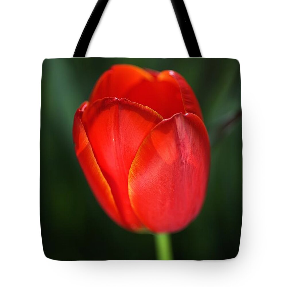 Tulip Tote Bag featuring the photograph Tulip Red With A Hint Of Yellow by Joy Watson