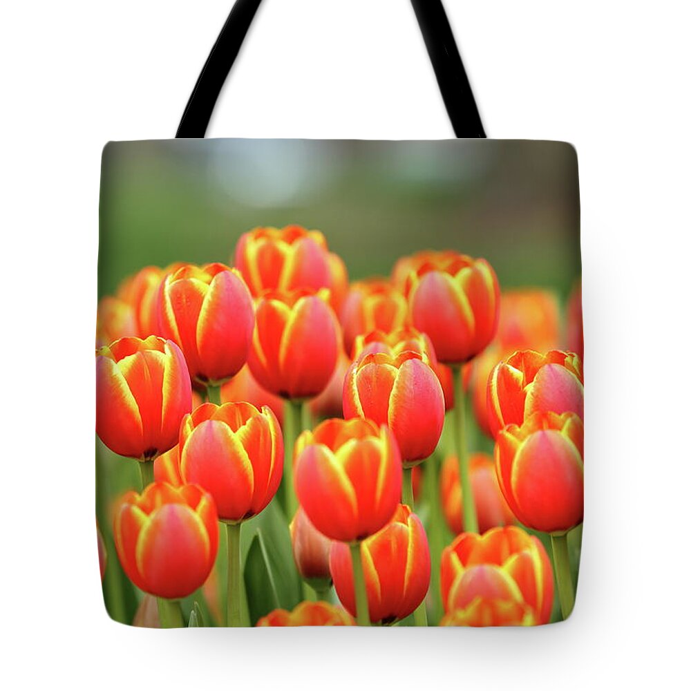 Nature Tote Bag featuring the photograph Tulip Tiki Torches by Lens Art Photography By Larry Trager