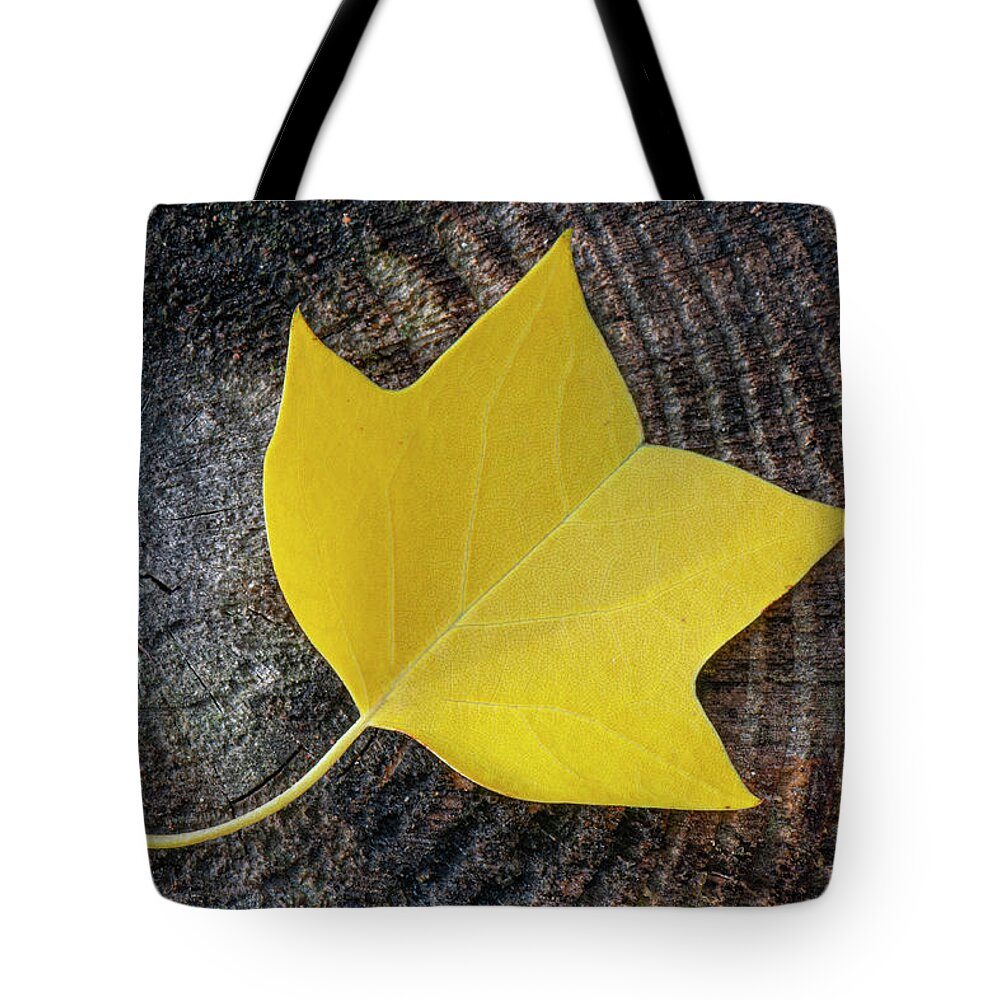 Fall Tote Bag featuring the photograph Tulip Tree Leaf on Log in the Croatan National Forest by Bob Decker