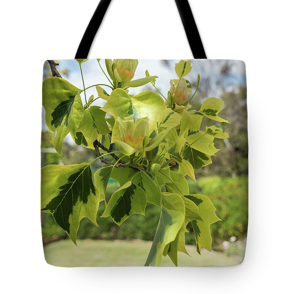 Tree Tote Bag featuring the photograph Tulipfera Tree- Liriodendron Tulipifera 'Aureomarginatum' by Elaine Teague