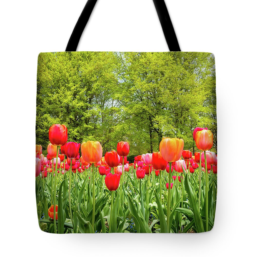 Colonial Williamsburg Tote Bag featuring the photograph Tulips in a Colonial Garden by Rachel Morrison