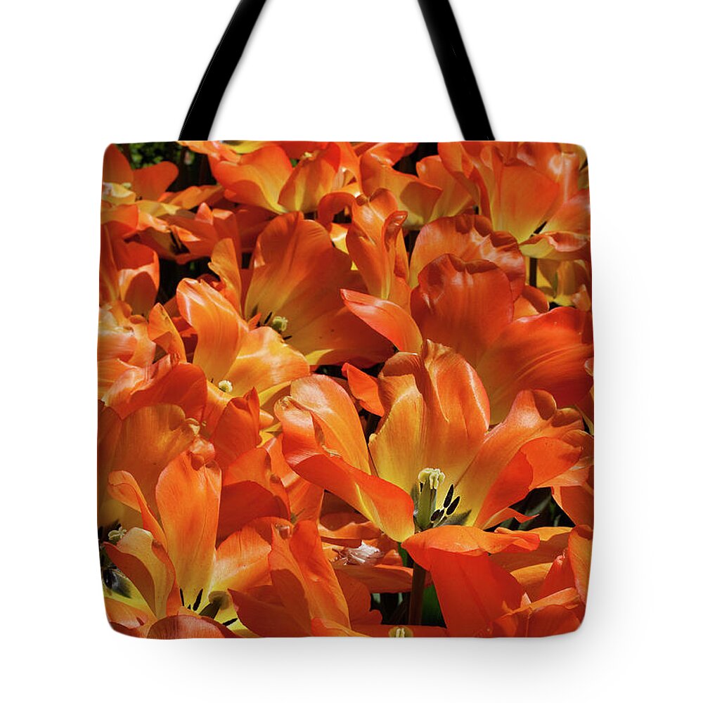 Bloom Tote Bag featuring the photograph Tulips in Abundance by Shirley Mitchell