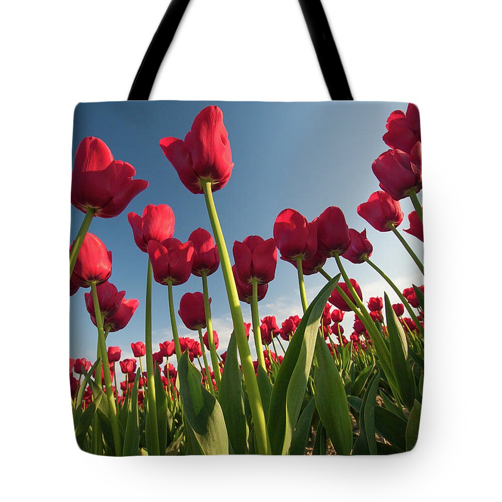 Tulips Tote Bag featuring the photograph Tulips Looking Up by Michael Rauwolf