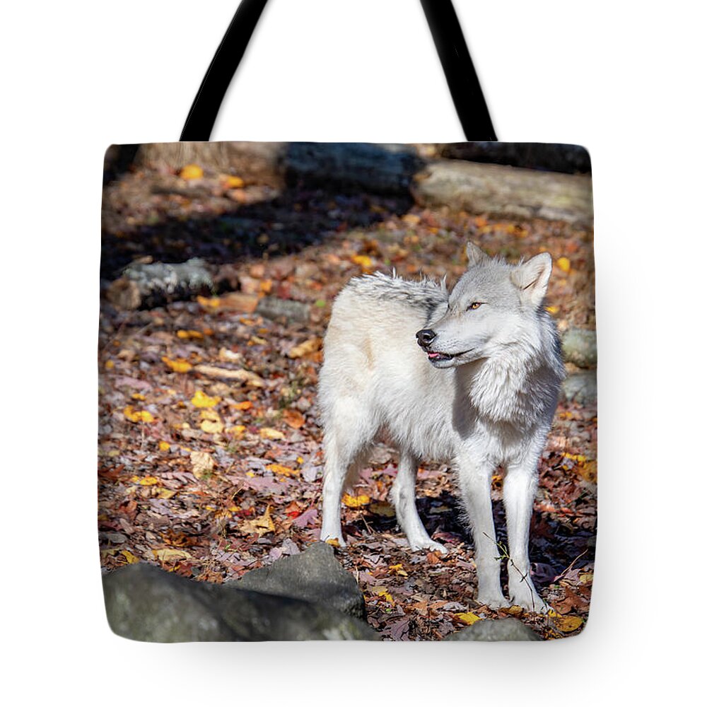 Tundra Tote Bag featuring the photograph Tundra Wolf Smile by Rose Guinther