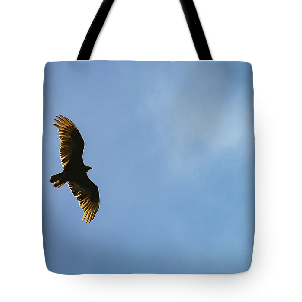 Turkey Vulture Tote Bag featuring the photograph Turkey Vulture Beauty by Alyssa Tumale