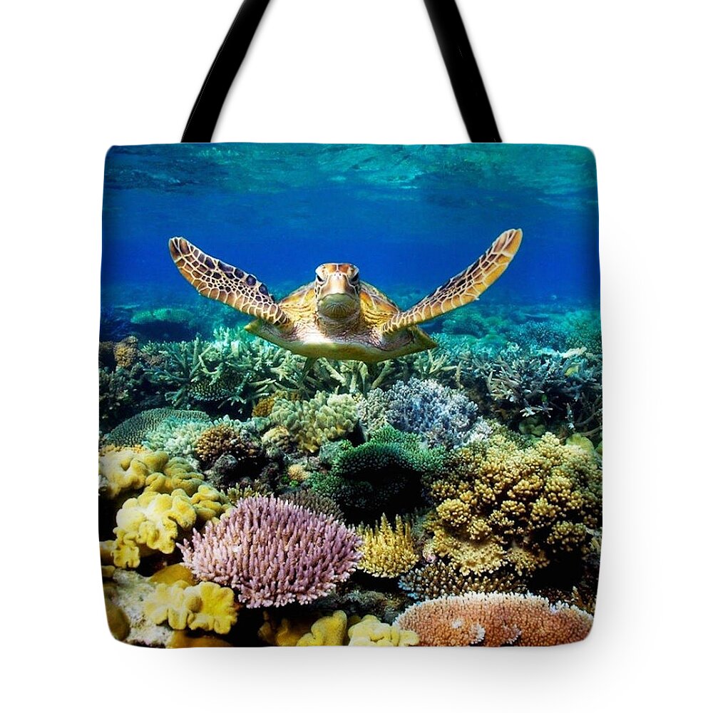 https://render.fineartamerica.com/images/rendered/default/tote-bag/images/artworkimages/medium/3/turtle-gliding-over-great-barrier-reef-the-visual-creator.jpg?&targetx=0&targety=0&imagewidth=763&imageheight=763&modelwidth=763&modelheight=763&backgroundcolor=1C1F1A&orientation=0&producttype=totebag-18-18