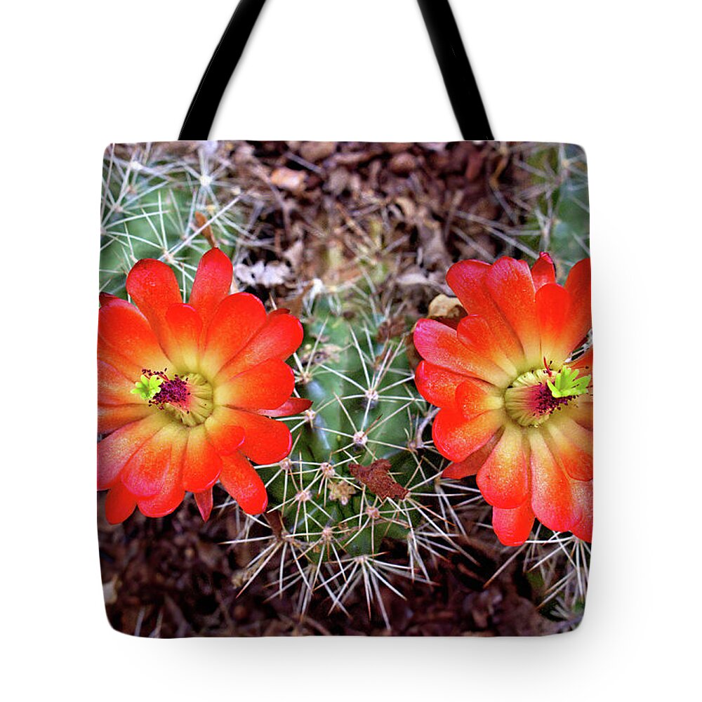 Cacti Tote Bag featuring the photograph Twin Claret Cup Cactus by Bob Falcone