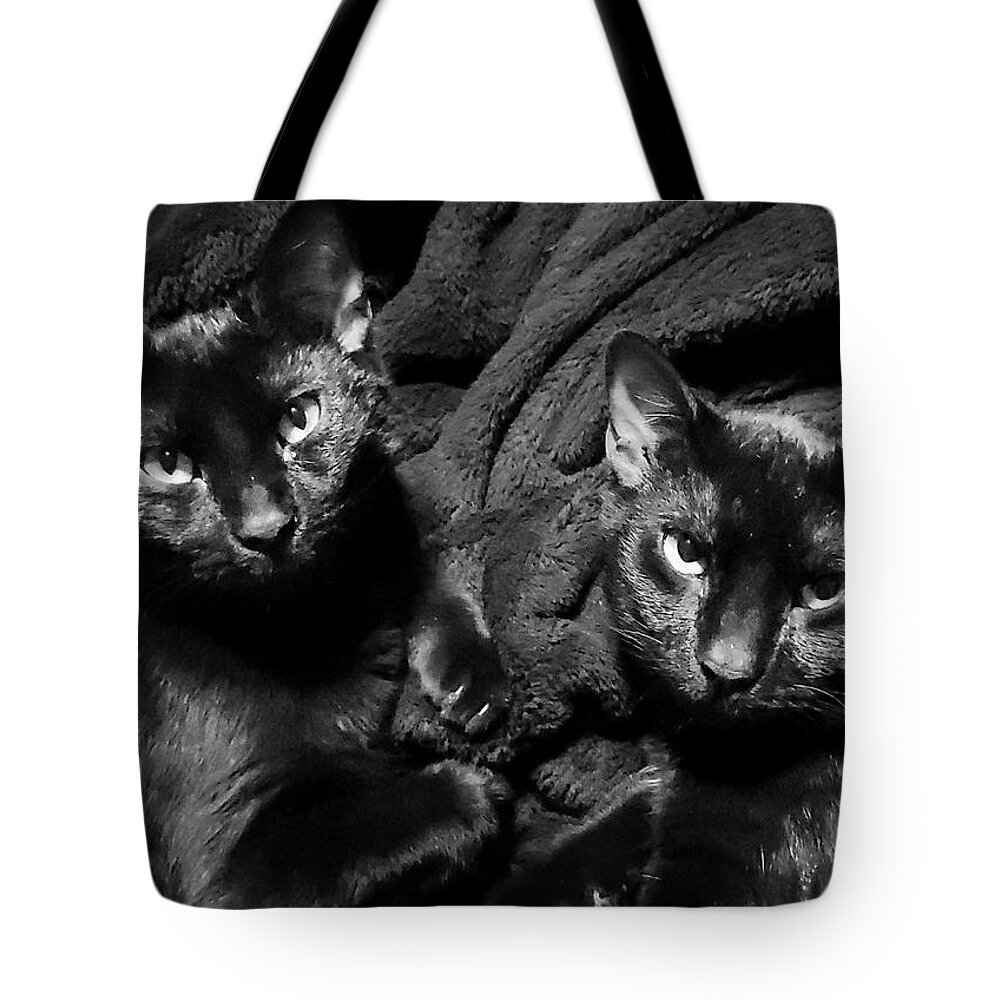 Cats Tote Bag featuring the photograph Twins by Ally White