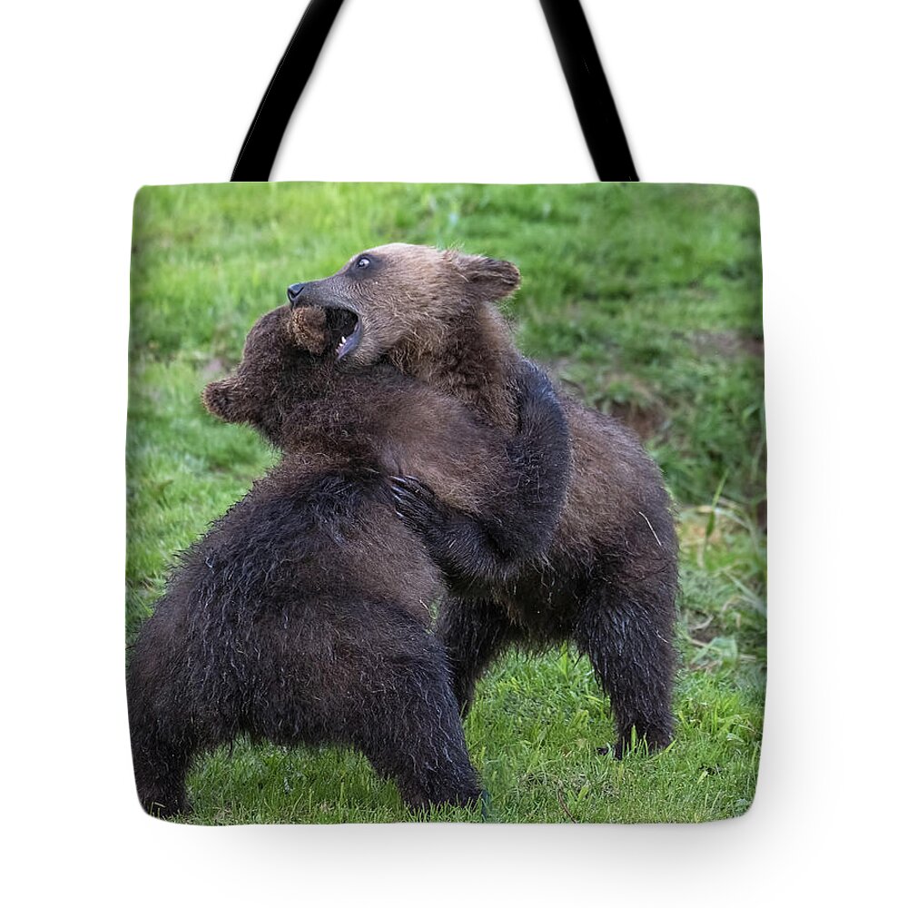 Bear Tote Bag featuring the photograph Two brown bear cubs playing by Mikhail Kokhanchikov