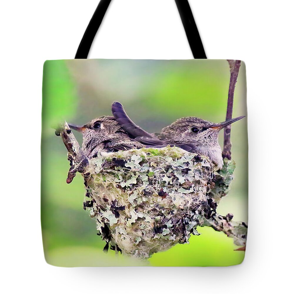 Fledging Anna's Hummingbirds Tote Bag featuring the photograph Two Fledging Anna's Hummingbirds in a Nest by Shixing Wen