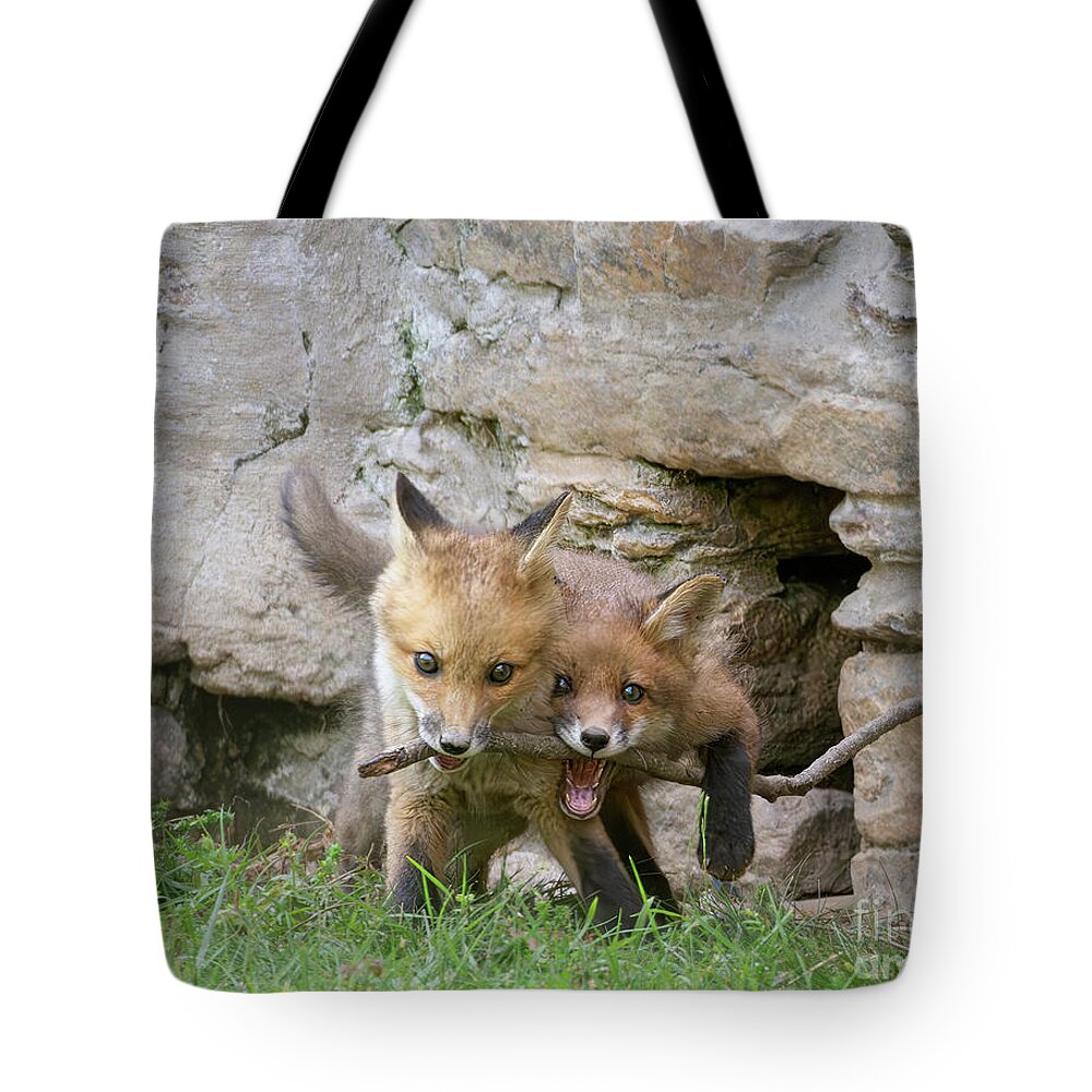 Fox Tote Bag featuring the photograph Two Fox and a Stick by Chris Scroggins