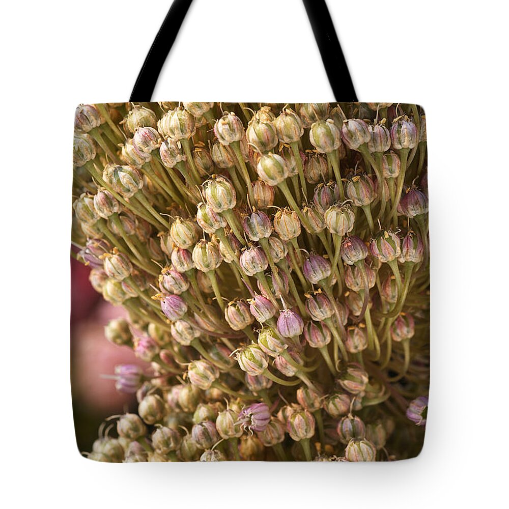 Two Garlic Flowers Ageing Tote Bag featuring the photograph Two Garlic Flowers Ageing by Joy Watson