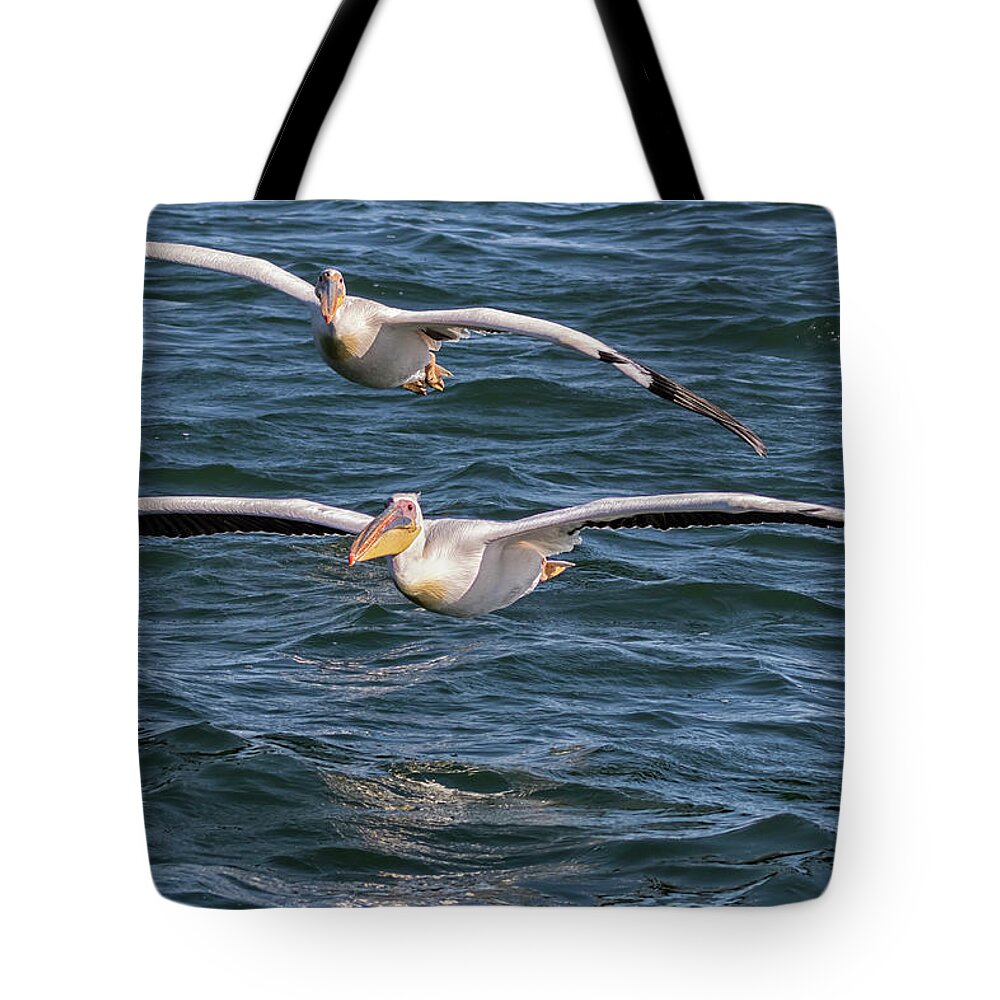 Great White Pelican Tote Bag featuring the photograph Two Great White Pelican Flying by Belinda Greb