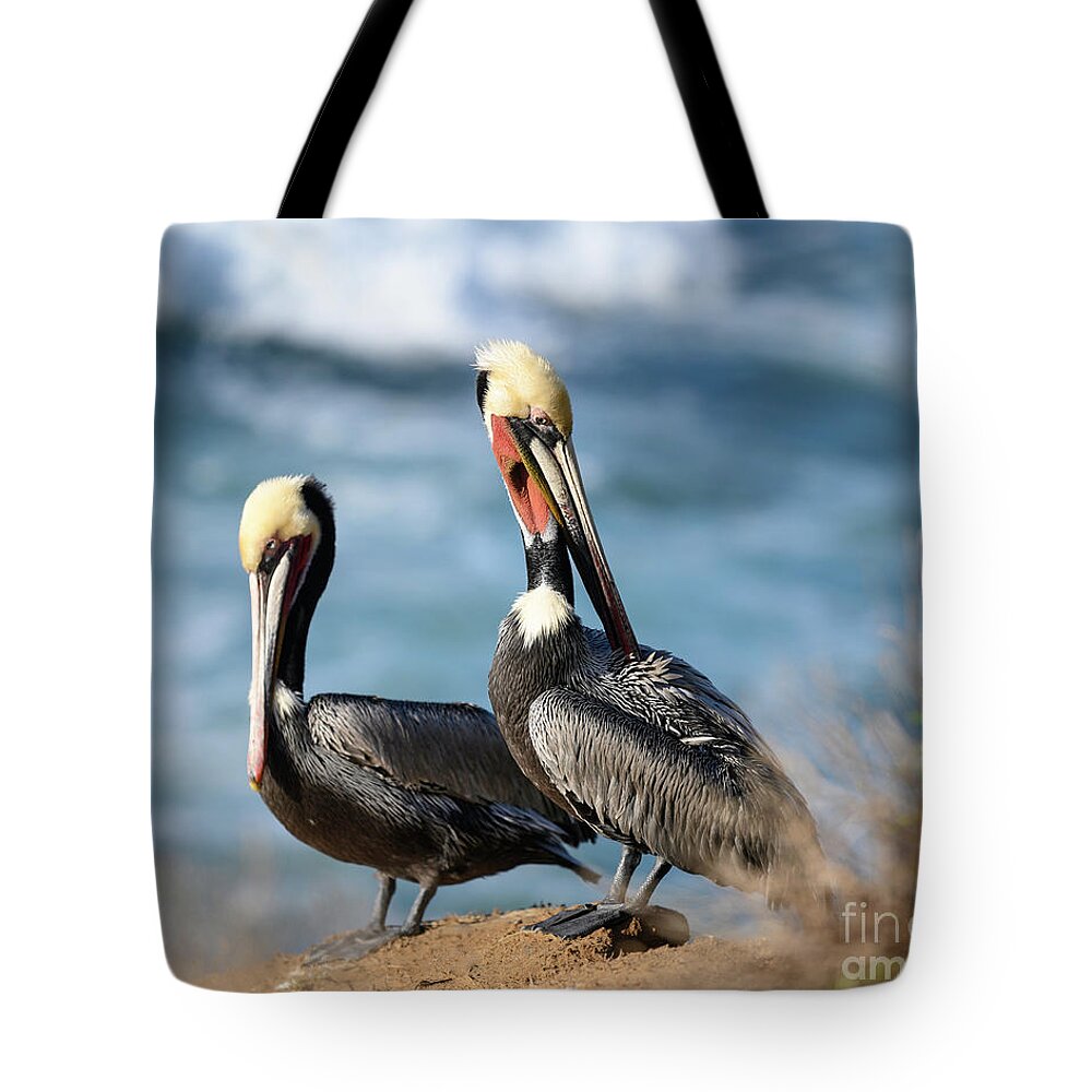 Pelicians Tote Bag featuring the photograph Two Pelicians in La Jolla  by Abigail Diane Photography