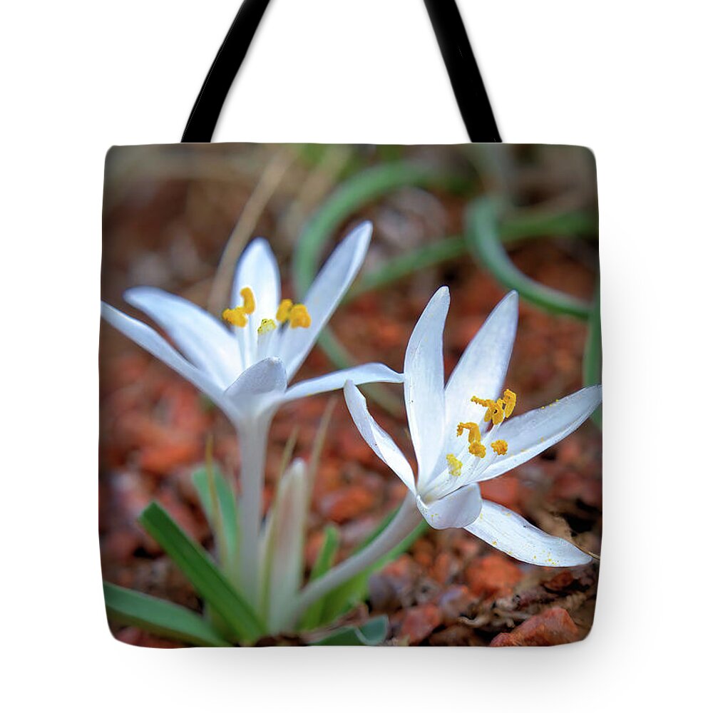 Wildflowers Tote Bag featuring the photograph Two Sand Lilies by Bob Falcone