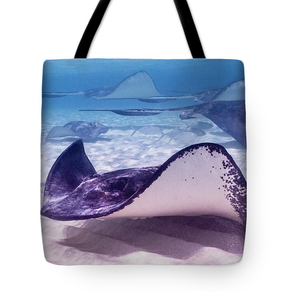 Animals Tote Bag featuring the photograph Two-way Traffic by Lynne Browne