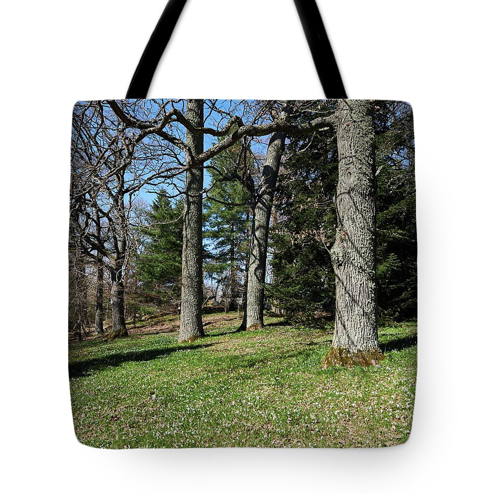 Finland Tote Bag featuring the photograph Under the naked oaks vertical by Jouko Lehto