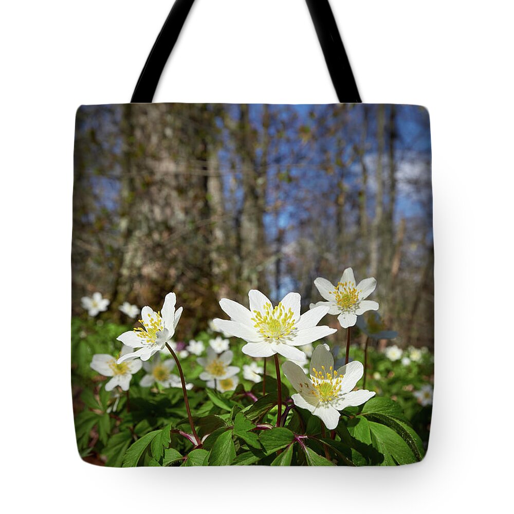 Anemone Nemorosa Tote Bag featuring the photograph Under the trees. Wood anemone by Jouko Lehto