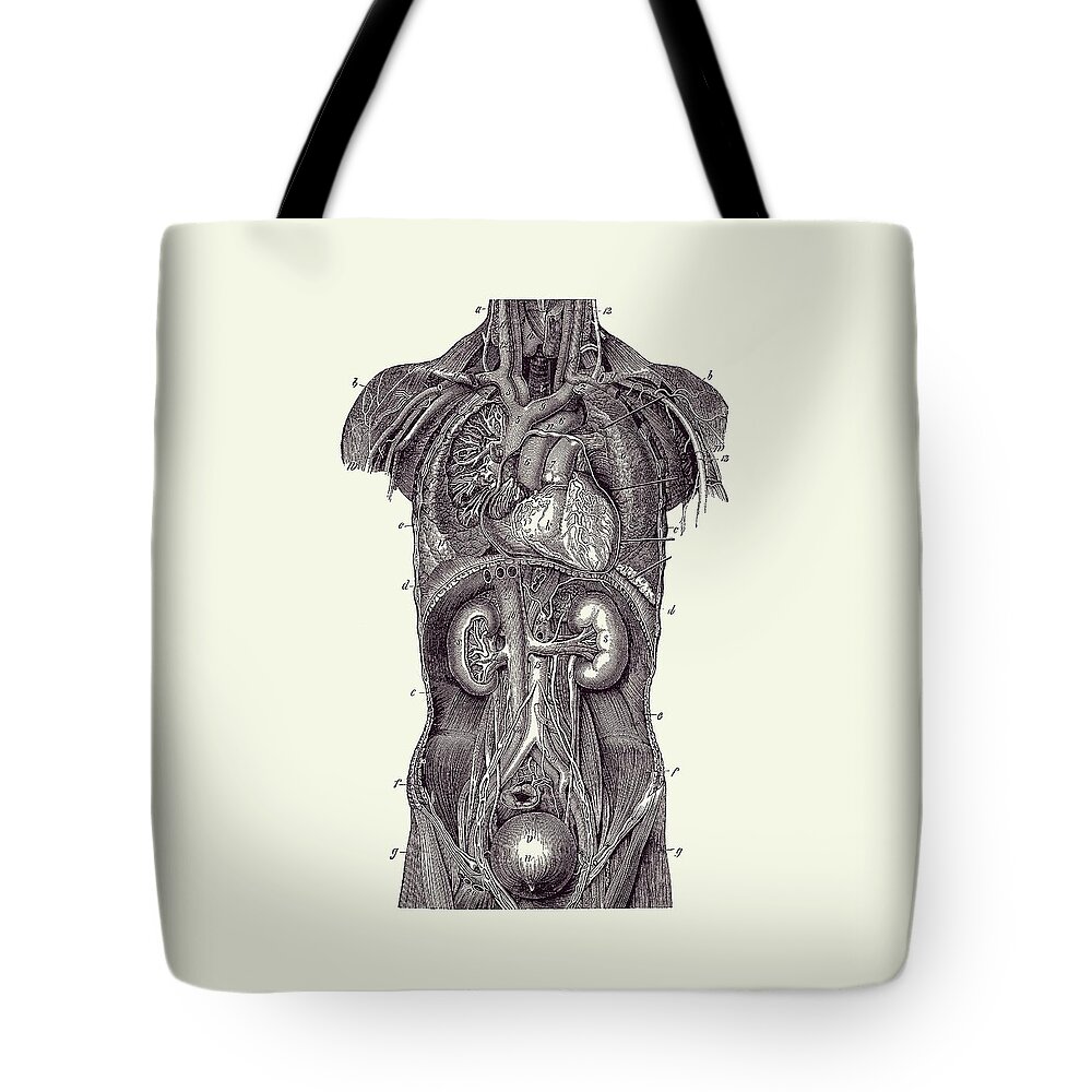 Heart Tote Bag featuring the drawing Upper Body Anatomy Diagram Two - Vintage Anatomy 2 by Vintage Anatomy Prints
