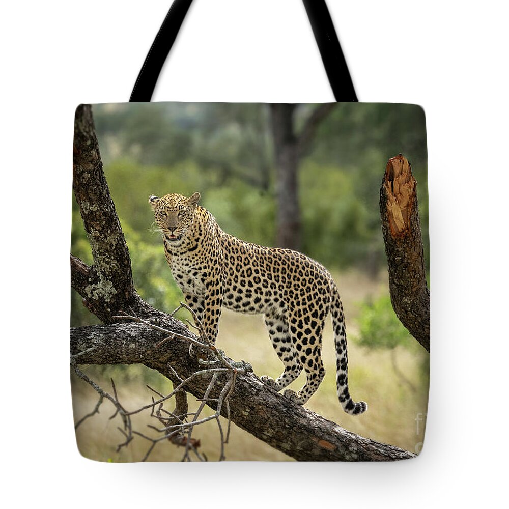 Wildlife Tote Bag featuring the photograph Upwardly Mobile - South Africa by Sandra Bronstein