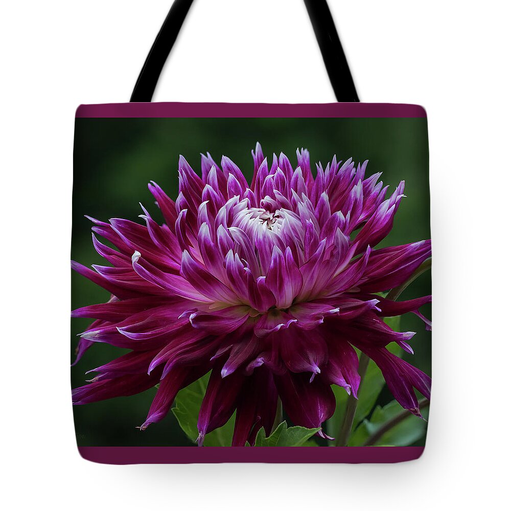 Dahlia Tote Bag featuring the photograph Vancouver Dahlia by Pat Watson