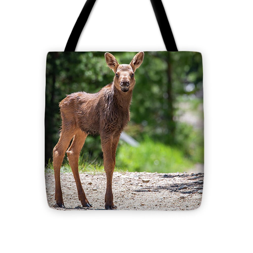 Moose Tote Bag featuring the photograph Venturing Out by Darlene Bushue