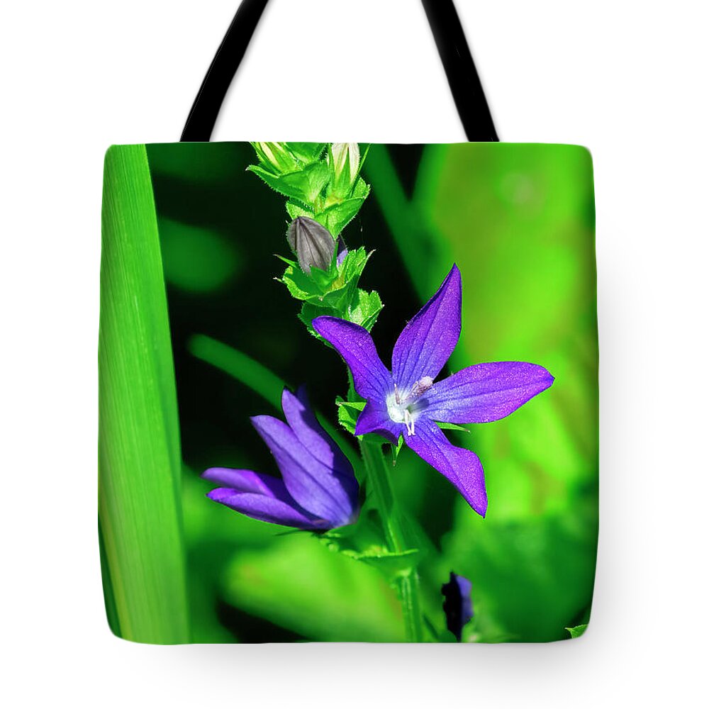 Bellflower Family Tote Bag featuring the photograph Venus' Looking-glass DFL1158 by Gerry Gantt