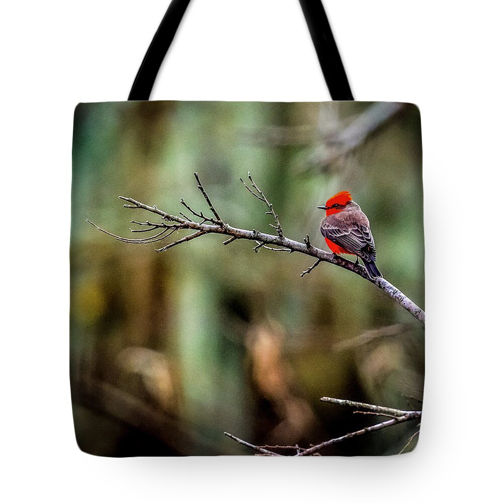 Bird Tote Bag featuring the photograph Vermillion Flycatcher at Brazos Bend by David Morefield