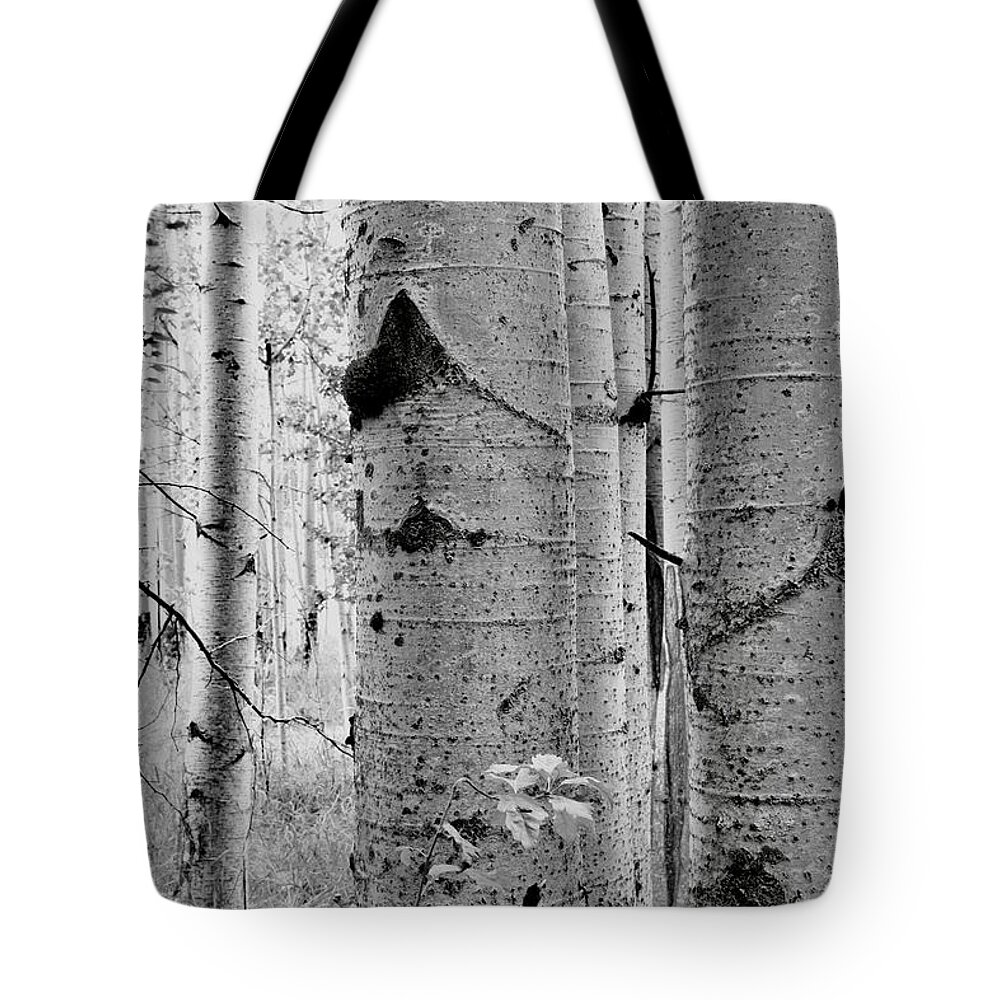 Aspen Tote Bag featuring the photograph Magical Aspen Grove by Ryan Workman Photography