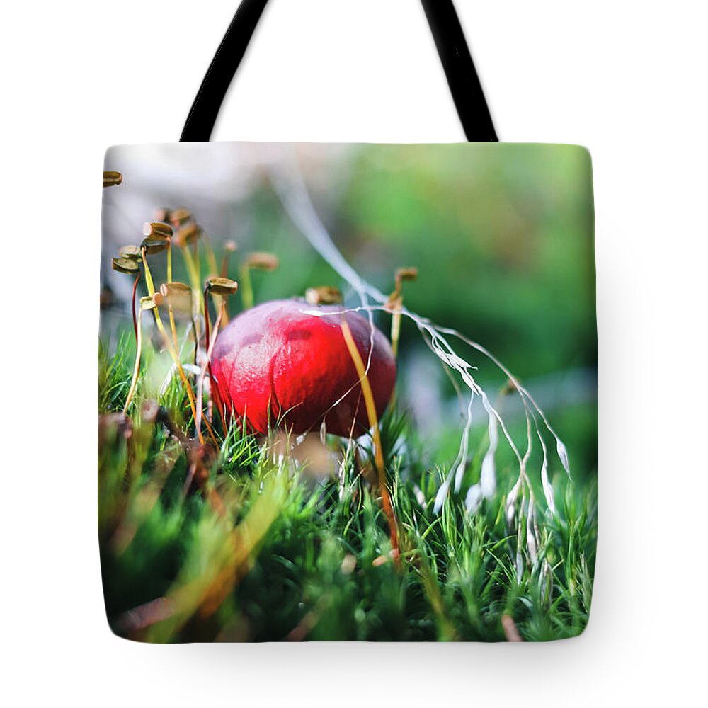 Czech Republic Tote Bag featuring the photograph Very young fungus Amanita muscaria found in a beautiful fungus in a humid environment. Fly amanita during initial growth. Fly agaric begins to pull out by Vaclav Sonnek