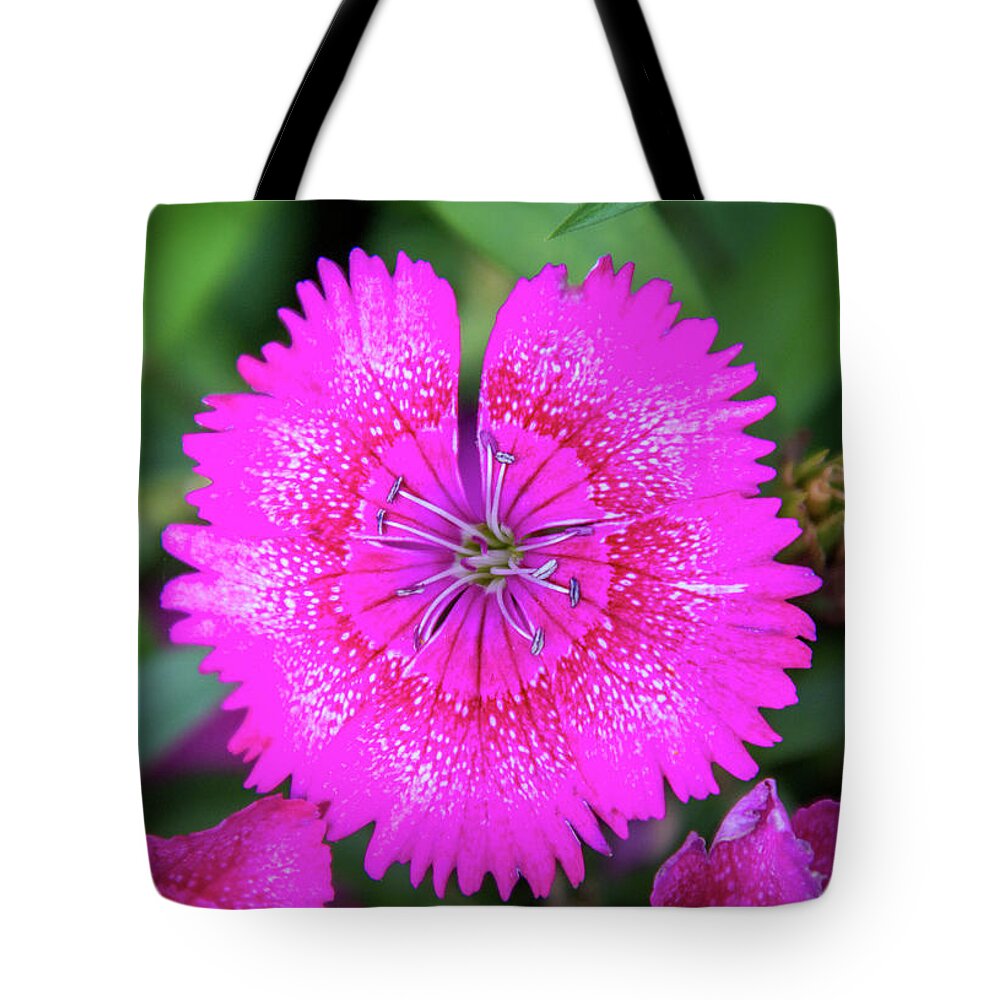 China Pink Tote Bag featuring the photograph Vibrant Pink Dianthus by Debra Martz