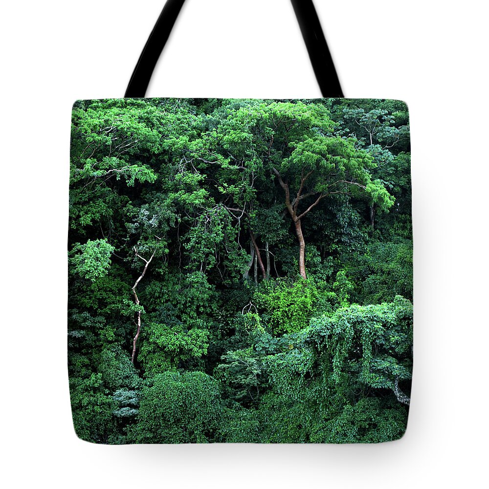 Jungle Tote Bag featuring the mixed media View of Dense Jungle Catemaco Veracruz by Lorena Cassady