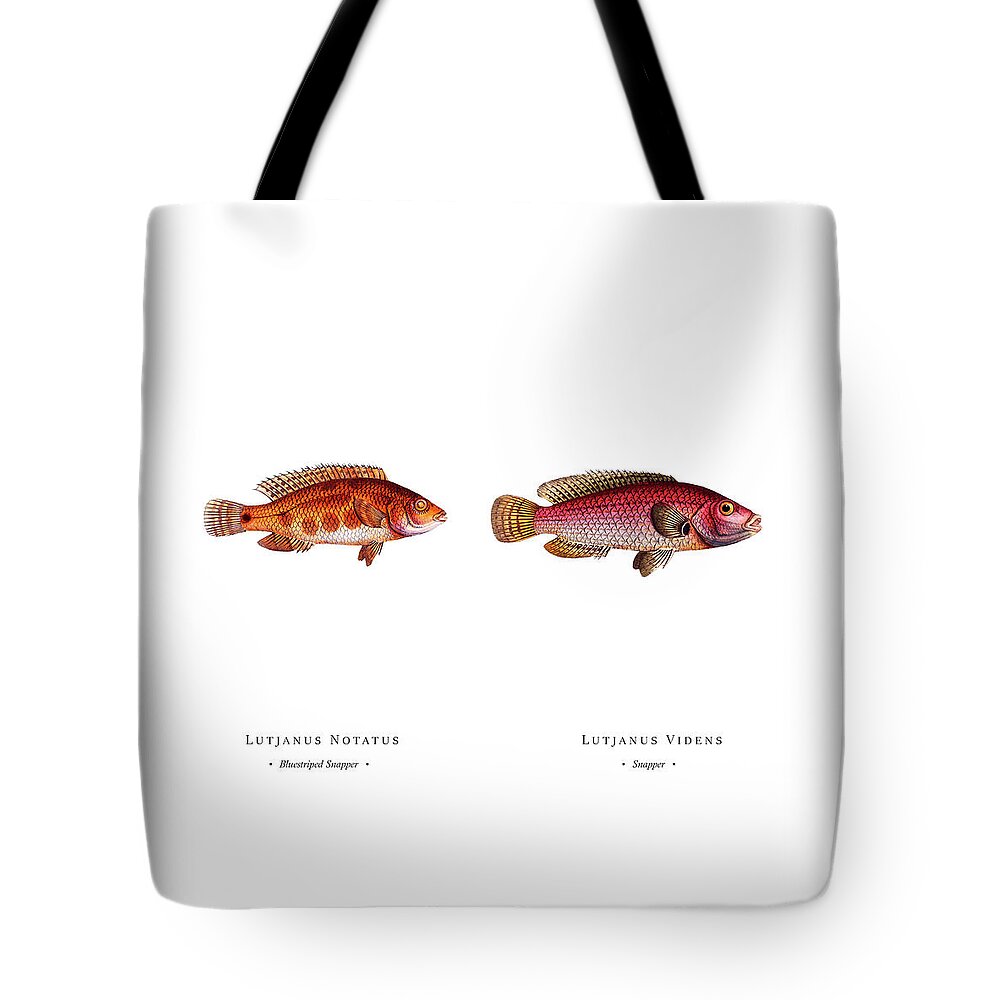 Illustration Tote Bag featuring the digital art Vintage Fish Illustration - Bluestriped Snapper, Snapper by Studio Grafiikka
