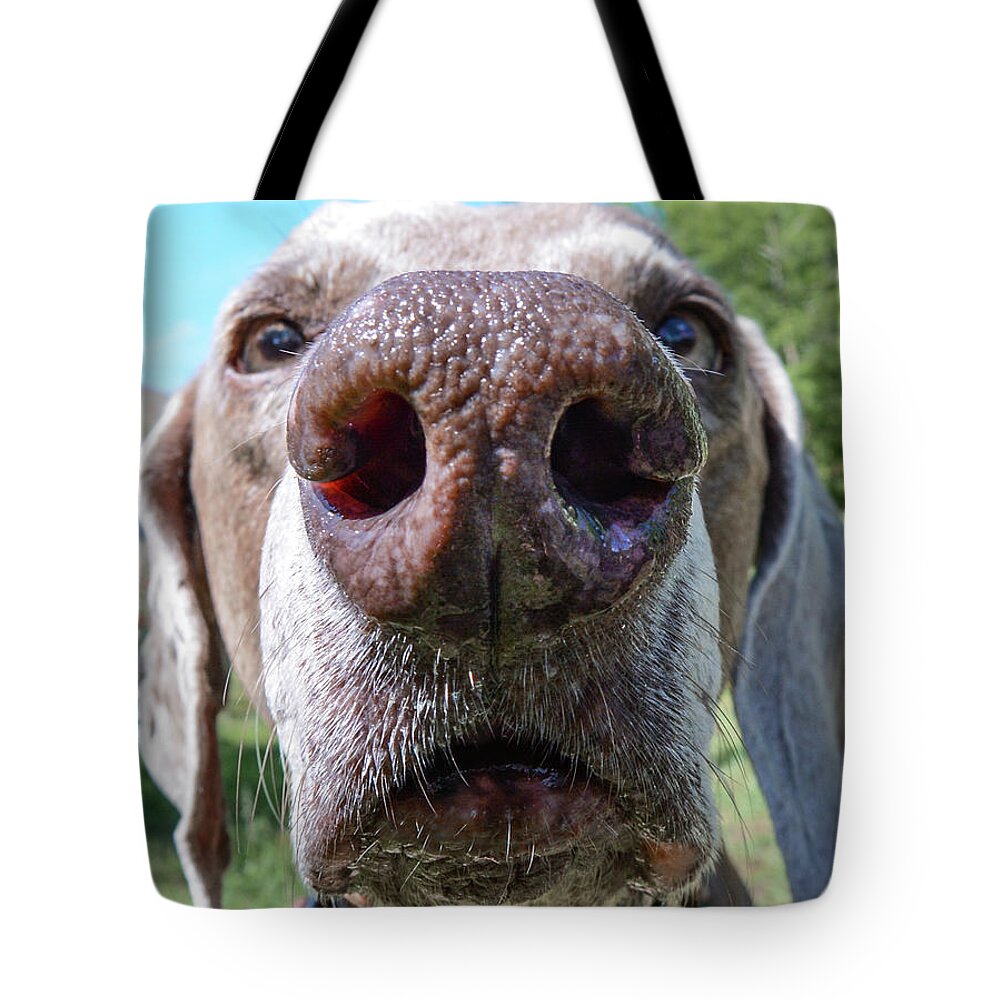 Weimaraner Tote Bag featuring the photograph Violet's Nose by Cherie Bosela